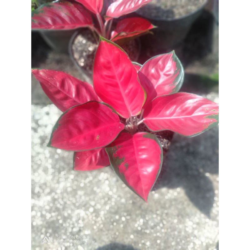 Bunga aglonema suksom jaipong