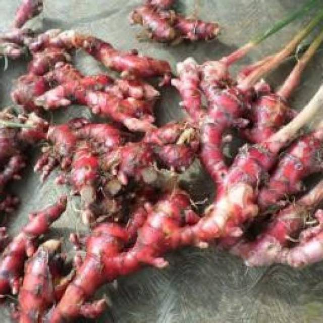 

jahe merah atau bibit jahe merah 1kg
