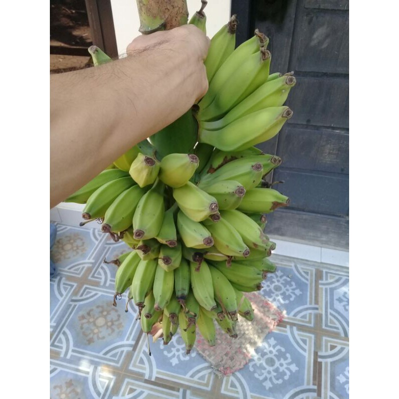 Buah Pisang Batu Muda Pisang Klutuk Pisang Biji 1kg Shopee Indonesia