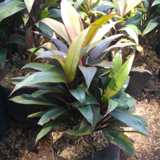 Tanaman hias hanjuang kemoceng merah - andong kemoceng