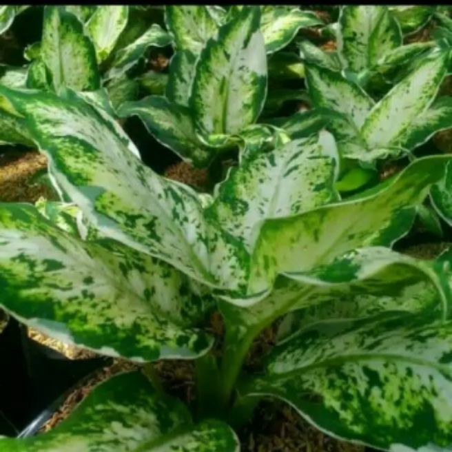 Tanaman hias aglonema blanceng varigata