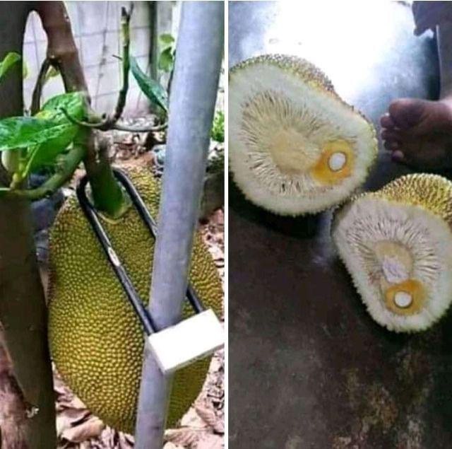 Wajan Martabak Manis Bangka Terang Bulan Ukuran 22 Cm+tutup/besi Cor