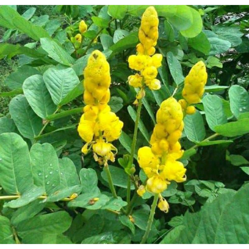

Daun kimanila segar 300 gram. Ketepeng cina