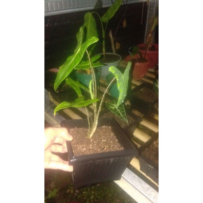 Alocasia sp