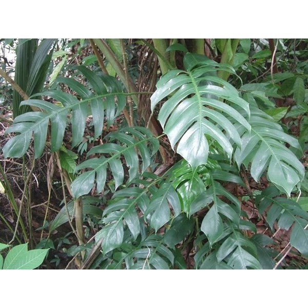 Daun Ekor Naga Epipremnum Pinnatum Dragon Tail Shopee Indonesia