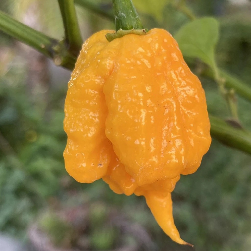BS-BYL Bibit Cabe Hias Pelangi Benih Tanaman Sayuran Cabai Carolina Reaper Merah Bolivian Rainbow Katokkon Numex Giant Raksasa Sweet Italian Ungu Hitam-CH CAROLINA YELLOW