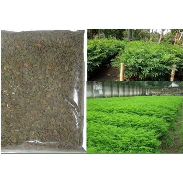 Benih-Benih SENGON Unggul 500 Gram // Budidaya Pohon Sengon Unggul