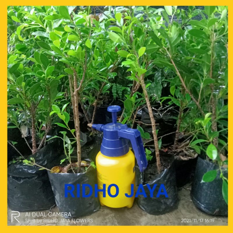BIBIT BONSAI FICUS KIMENG / BIBIT BONSAI BRINGIN KIMENG murah
