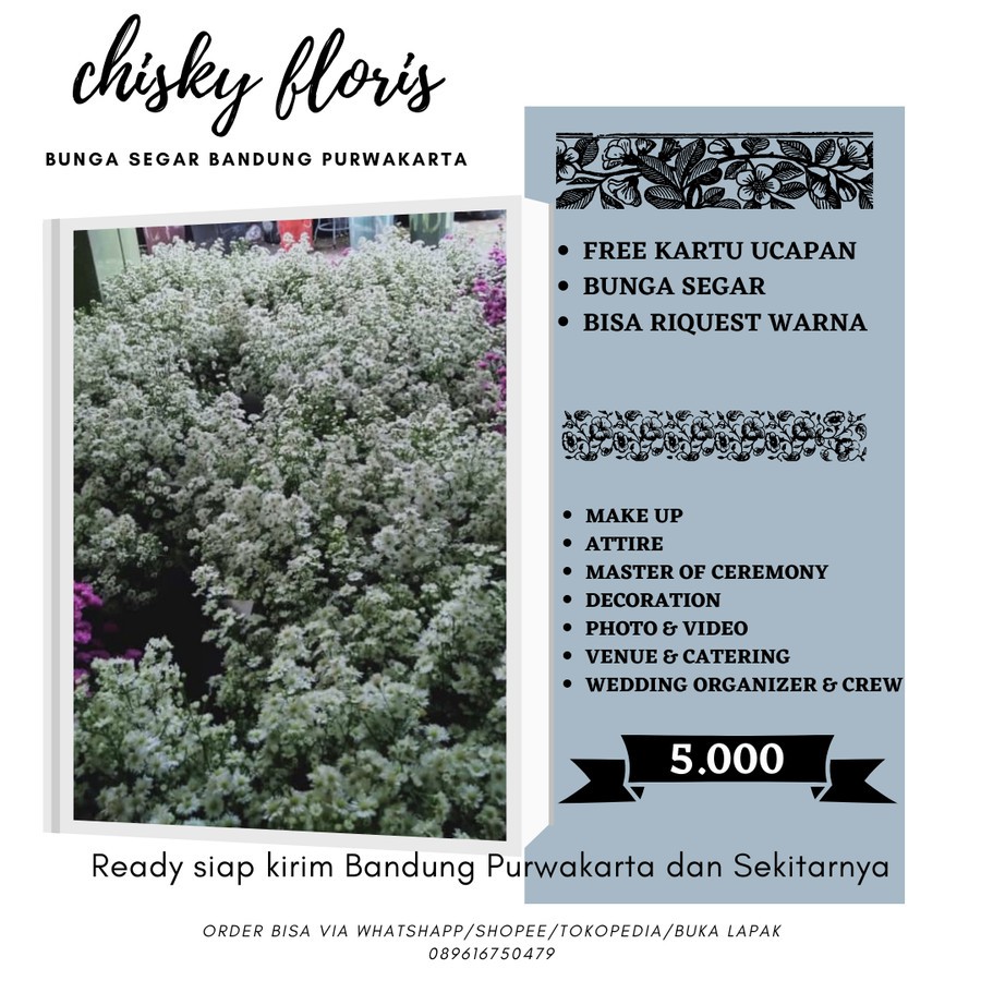 BUNGA ASTER PIKOK BUNGA ASLI