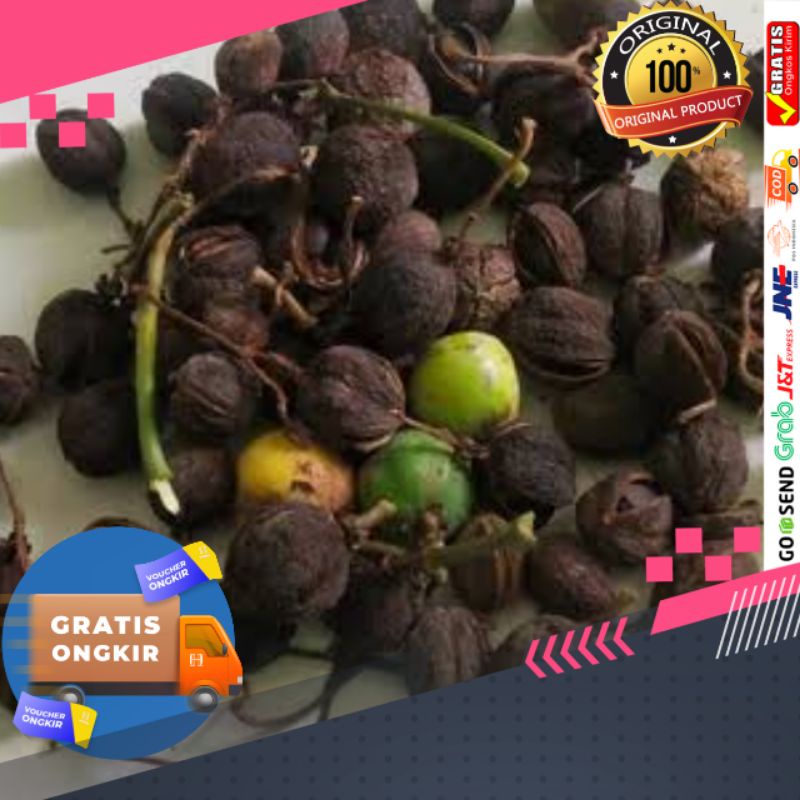 

Promo buah jarak kering / jarak kering pagar / kacang jarak