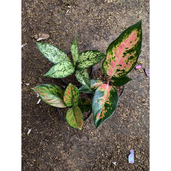 Paket murah 3 aglonema // paket aglonema murah // paket murah tanamanhias