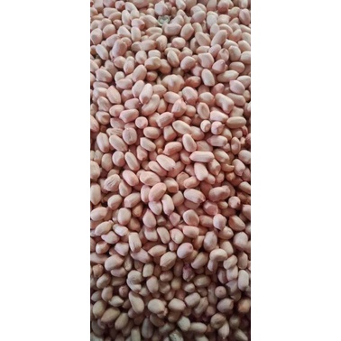 

Kacang Tanah