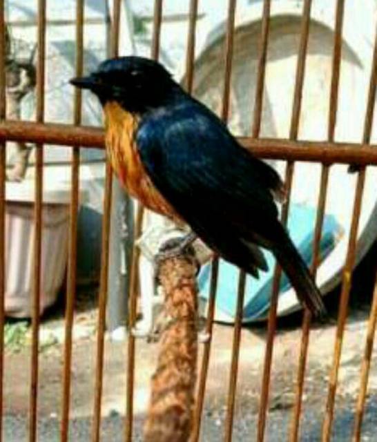 Burung Tledekan Bakau Jual Barter Kandang Khosan Yg Gurih Shopee