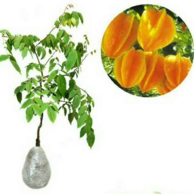 

Bibit Belimbing Madu, okulasi, cepat berbuah.