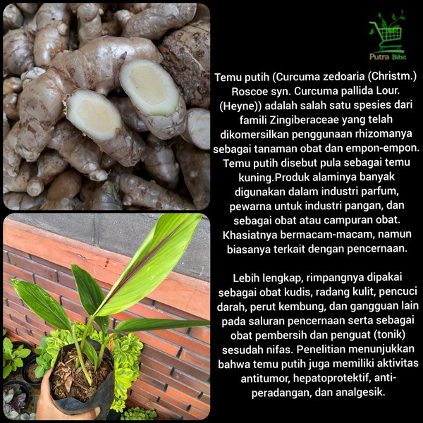 Bibit tanaman temu putih Curcuma Zedoaria-pohon temu putih Curcuma Zedoaria-tanama herbal
