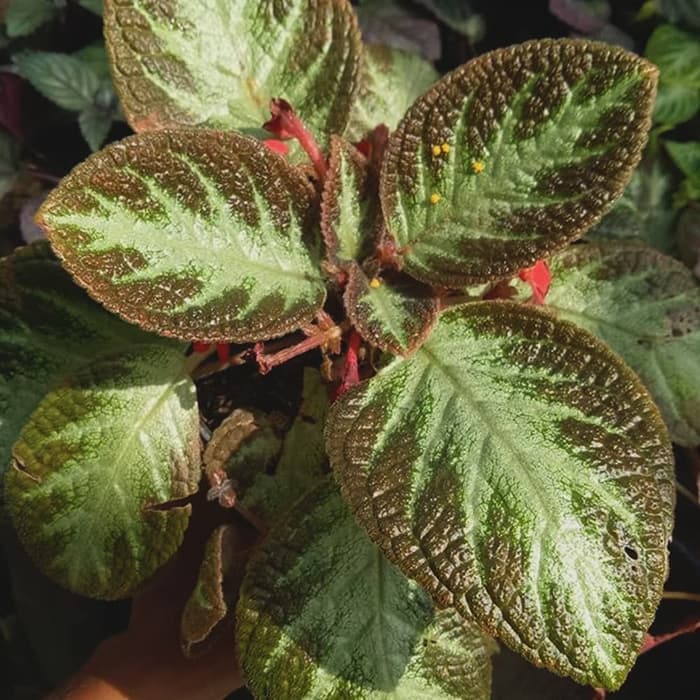 Episcia cupreata 'Acajou' *3 Polybag* - Tanaman hias gantung indoor