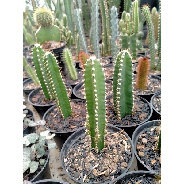 TANAMAN / BUNGA / KAKTUS / SUKULEN / CEREUS TETRAGONUS