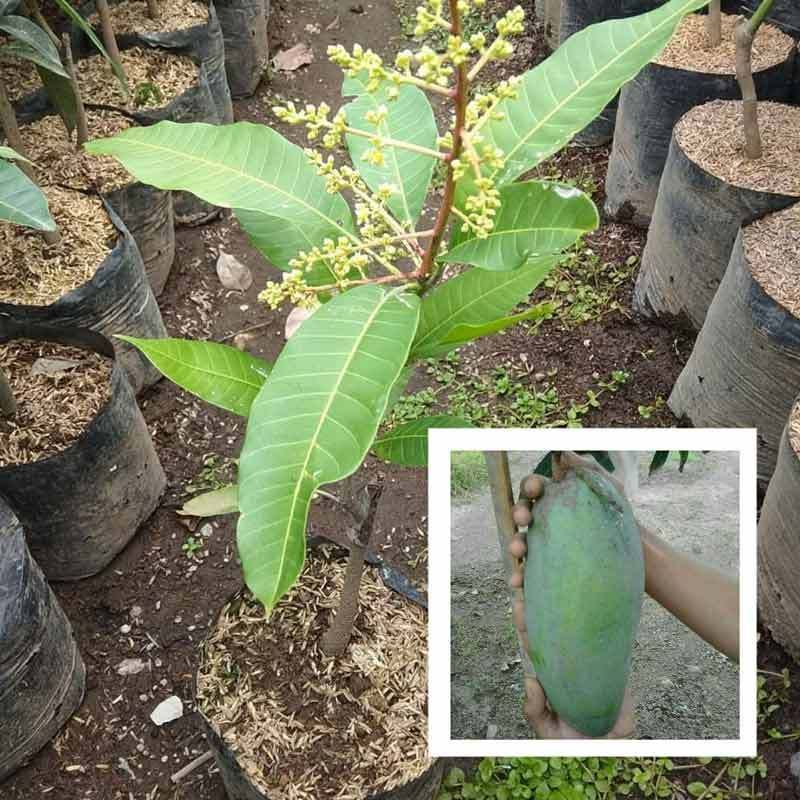 Bibit mangga kiojay sudah berbunga/mangga berbunga