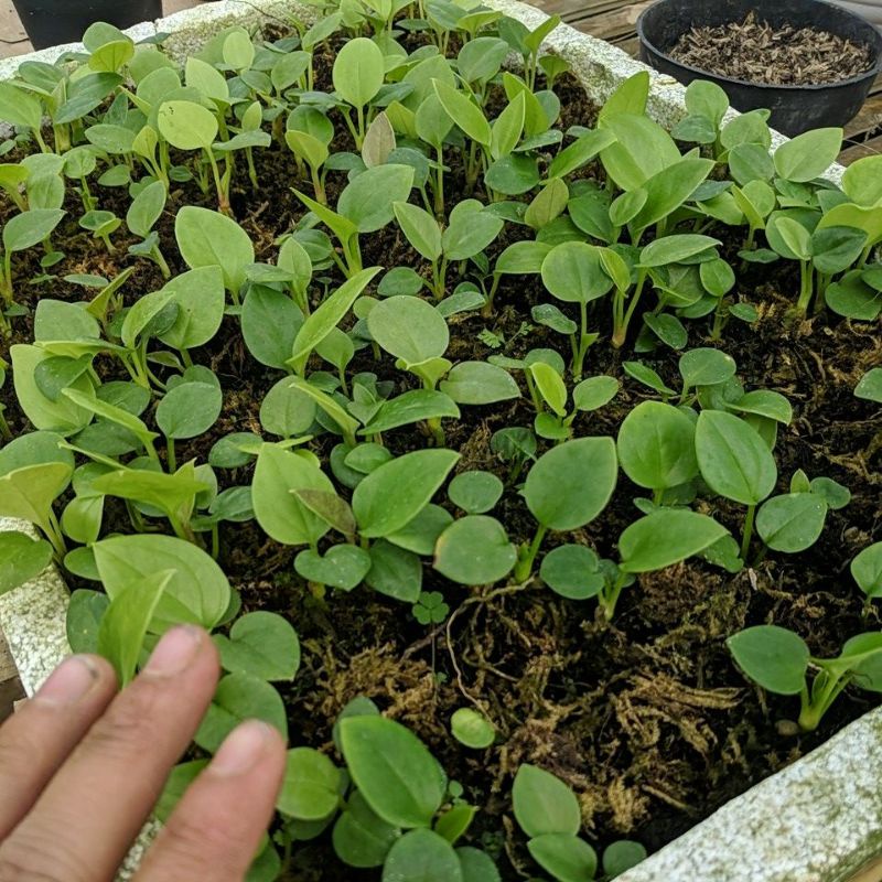 DIARY PETANI - Anthurium Jemani Cobra Anakan