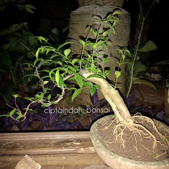 Bonsai anting putri mikro | batang bahan bonsai mini | tanaman bonsai