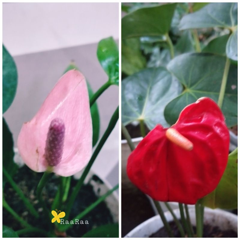 Anthurium bunga mini