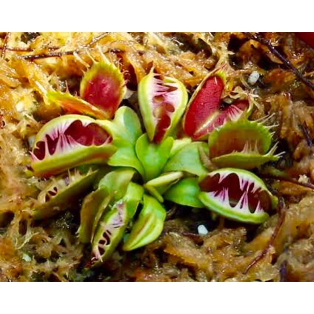 Venus flytrap fused tooth