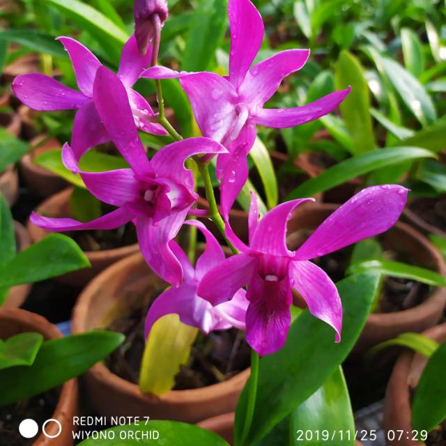 Anggrek Dendrobium purple lips MINI