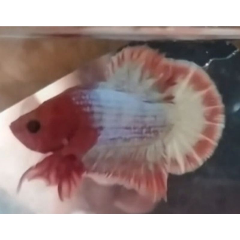 ikan cupang- fccp dua warna