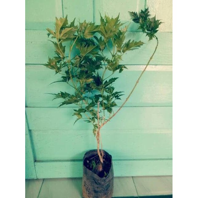 3 Bibit Pohon Kayu Cendana Wangi Ntt