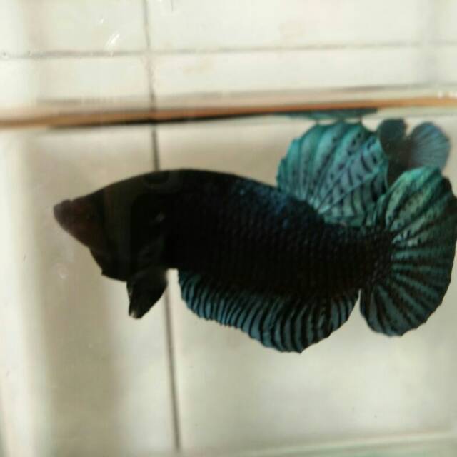 Jual Cupang Aduan Super Siap Tempur Gigi Tajam Sisik Rapat Lg Enak Buat Main Indonesia|Shopee Indonesia