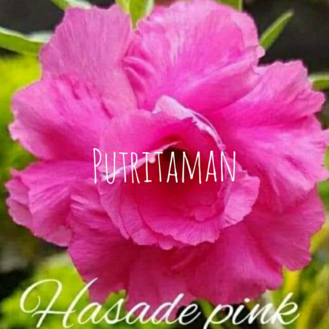 

Bibit Bunga Kamboja Jepang/ADENIUM HASADE PINK ( HOKI OFFICE STORE )
