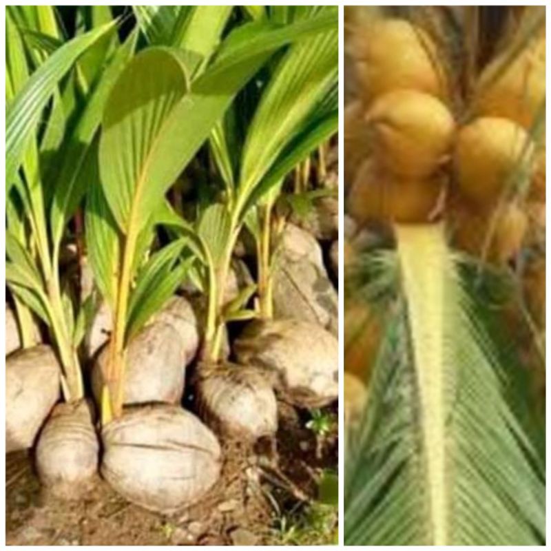bibit kelapa  hibrida kuning pendek