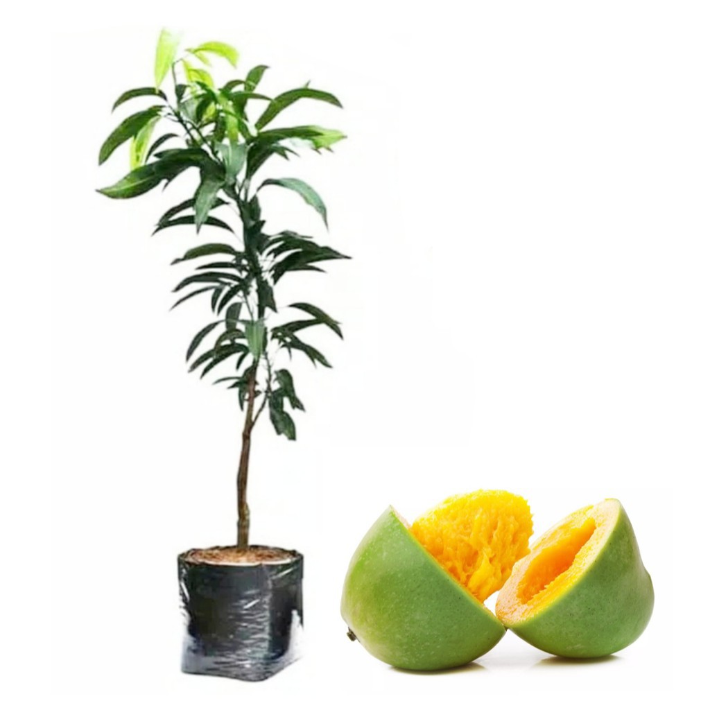 Bibit mangga alpukat
