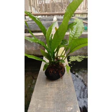 kadaka java fern media wabikusa tanaman aquascape