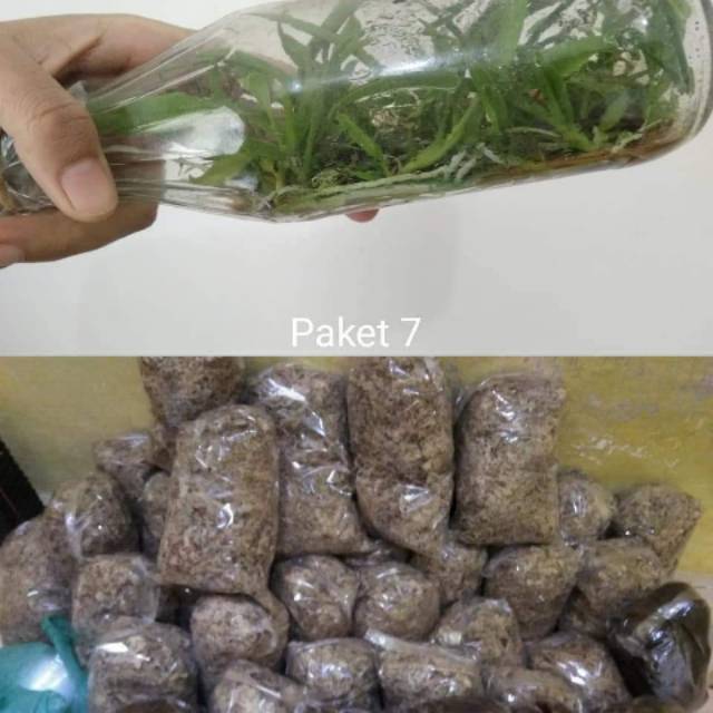 paket anggrek cattleya dan media mos