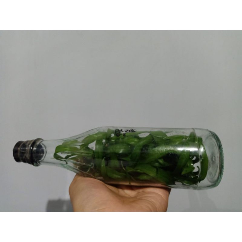 Anggrek Botol Dendrobium Keriting