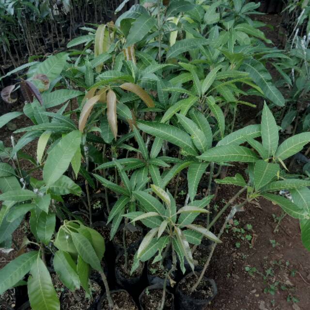 Bibit mangga yuwen seri 6