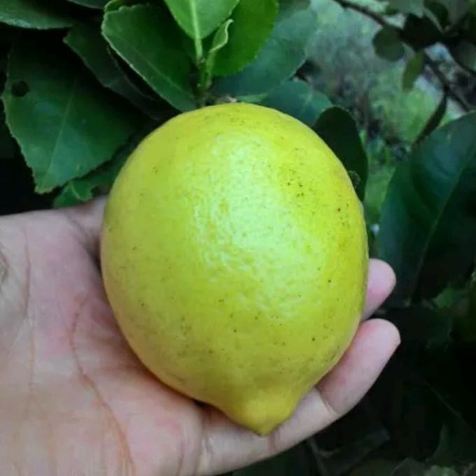 Bibit Jeruk Lemon Tea Pohon Jeruk Lemon Kuning Bibit Buah Jeruk Lemon Pohon Buah Jeruk Lemon Ny@R