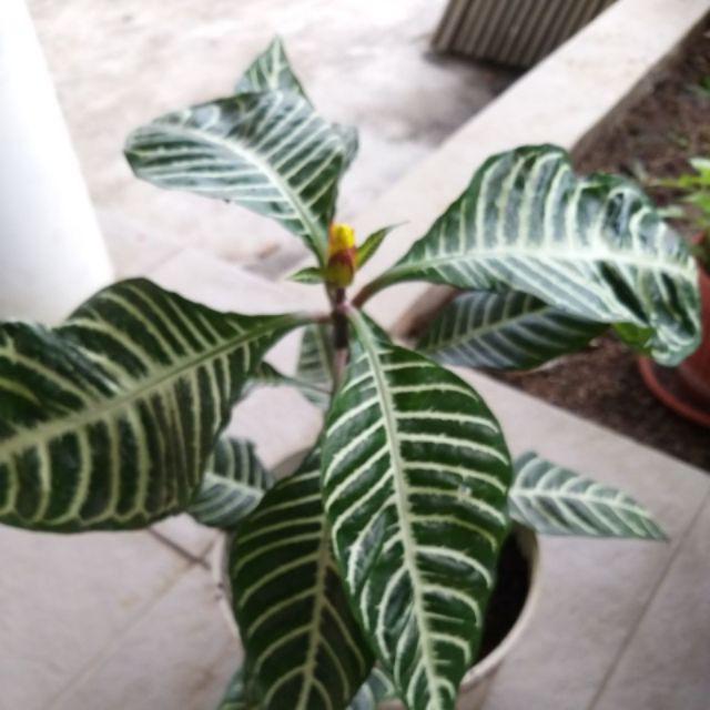 Aphelandra Squarrosa I Daun Zebra