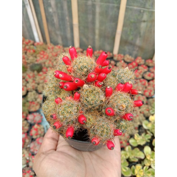 Kaktus mamillaria cabe cluster