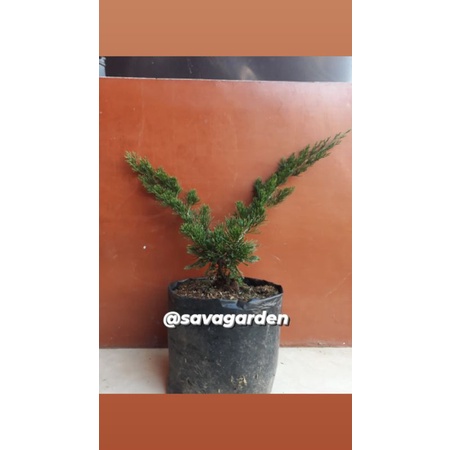 Bahan/ bibit bonsai cemara sinensis hijau/ bibit cemara sinensis hijau