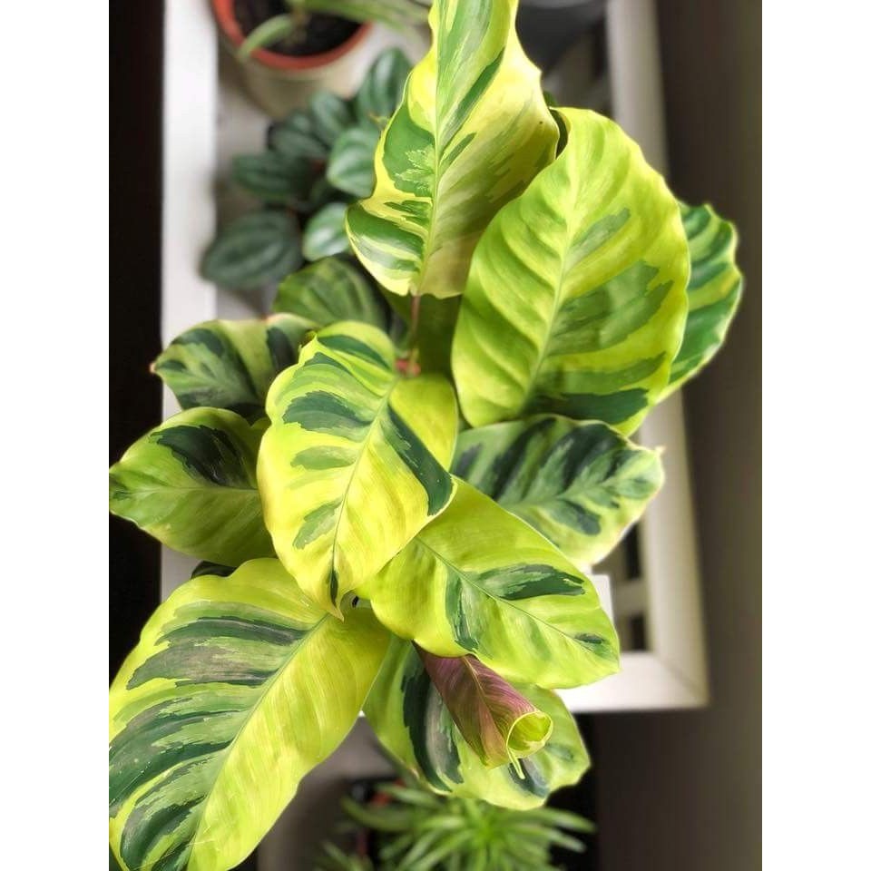 Tanaman Hias Calathea - Calathea Louisae Thai Beauty - Tisu Golden