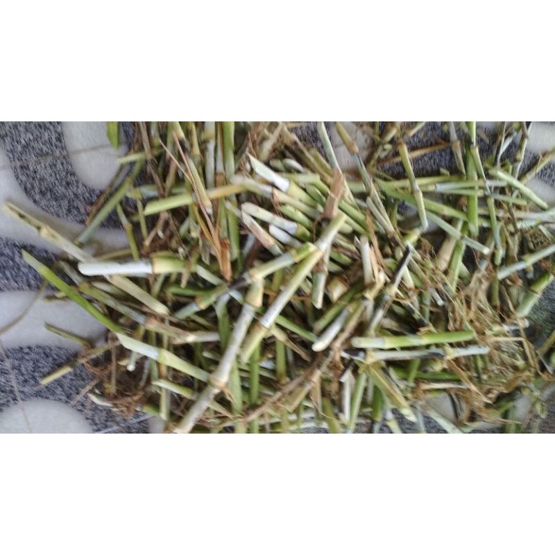 bibit rumput odot rumput pakchong