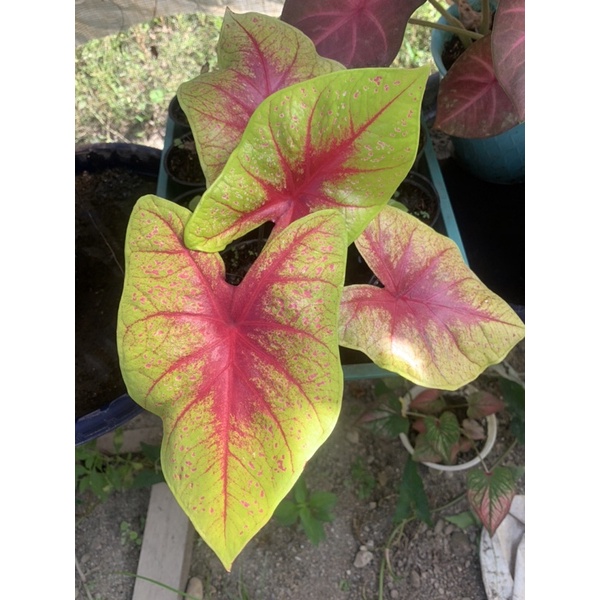 CALADIUM TOS ( Tears of sun - tear of the sun ) Keladi kuning