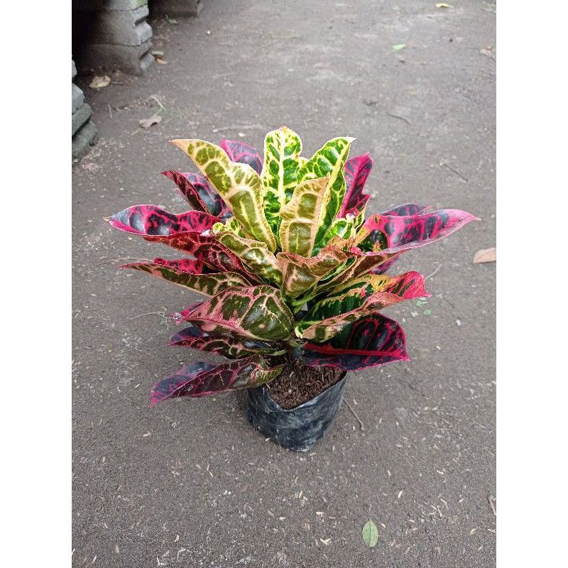 bibit tanaman hias bunga puring kura kura merah