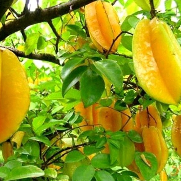 

Termurah daun belimbing obat herbal asli 250gram