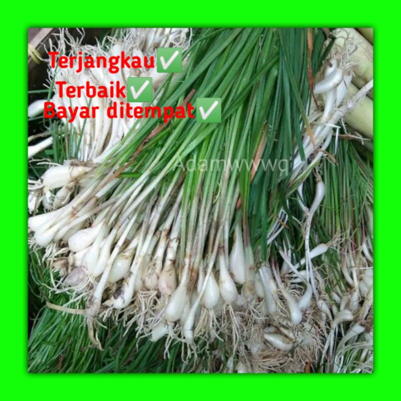 

Terlaris Bibit kuncai/kucai 250gr COD