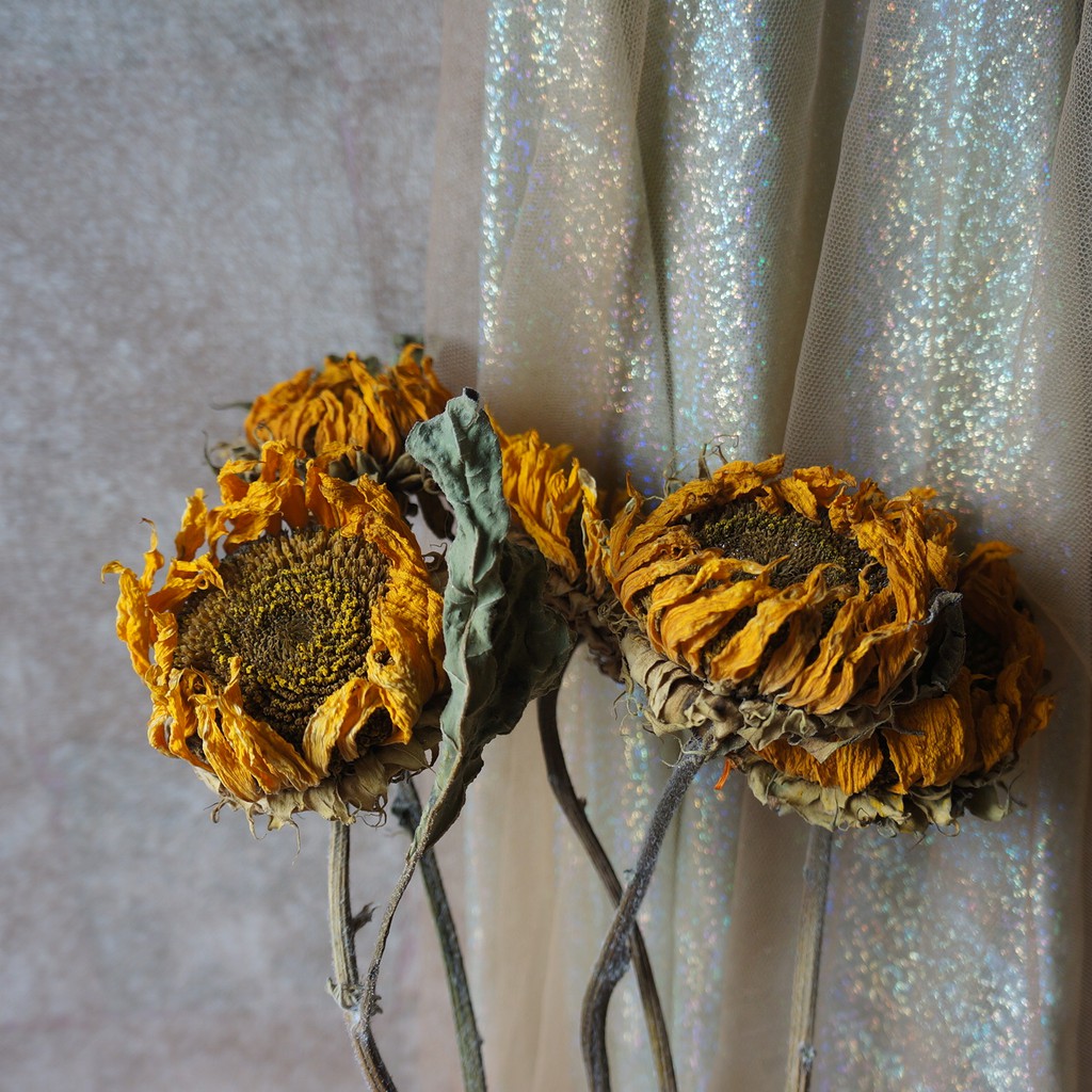 Sunflower Bunga Matahari Dried Flower Bunga Daun Kering Shopee Indonesia