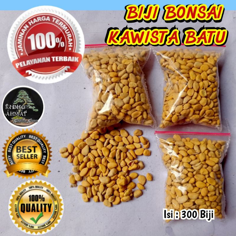 BIJI BONSAI KAWISTA BATU KUALITAS SUPER