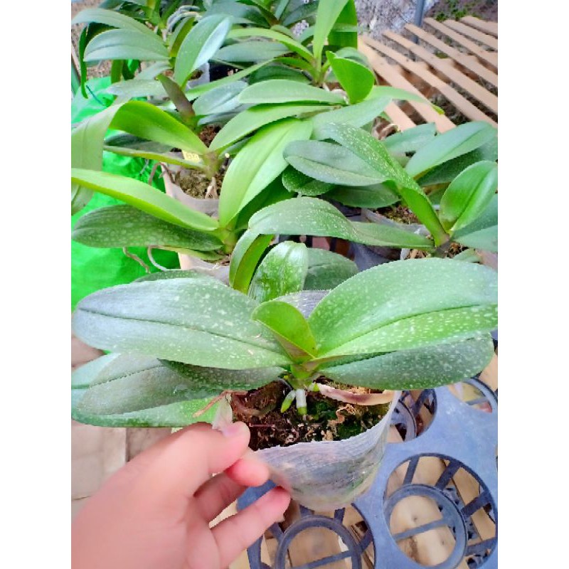 PROMO  Anggrek bulan dewasa clone Taiwan Ori non spike